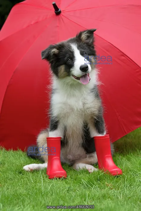: DOG. Border Collie puppy. 18 weeks old, sitting, with a red : DOG. Border Collie puppy. 18 weeks old, sitting, with a red