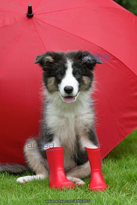: DOG. Border Collie puppy. 18 weeks old, sitting, with a red : DOG. Border Collie puppy. 18 weeks old, sitting, with a red