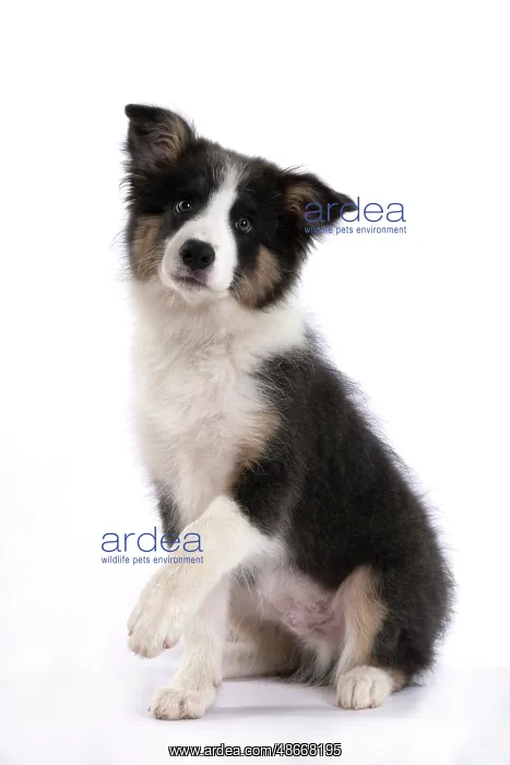 : DOG. Border Collie puppy. 18 weeks old, sitting with Paw up : DOG. Border Collie puppy. 18 weeks old, sitting with Paw up