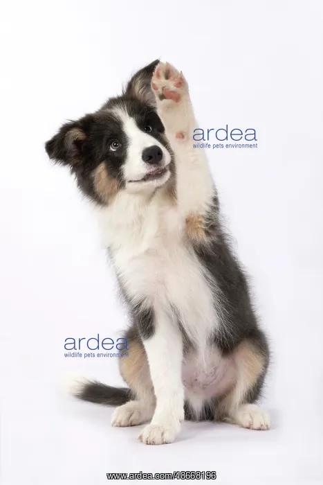 : DOG. Border Collie puppy. 18 weeks old, sitting with Paw up : DOG. Border Collie puppy. 18 weeks old, sitting with Paw up