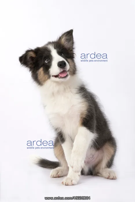 : DOG. Border Collie puppy. 18 weeks old, sitting with Paw up : DOG. Border Collie puppy. 18 weeks old, sitting with Paw up