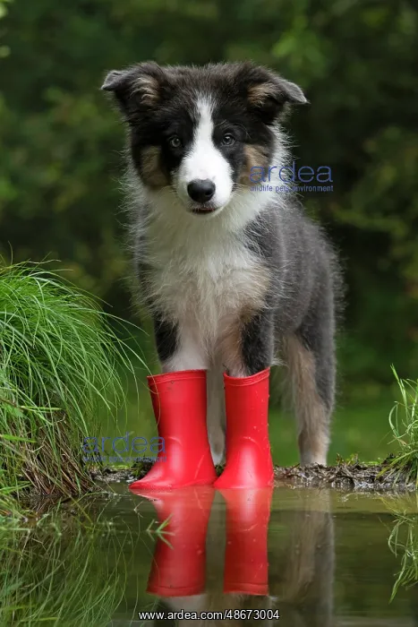 : DOG. Border Collie puppy. 18 weeks old, standing in a puddle : DOG. Border Collie puppy. 18 weeks old, standing in a puddle