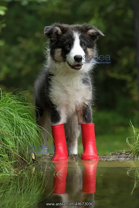 : DOG. Border Collie puppy. 18 weeks old, standing in a puddle : DOG. Border Collie puppy. 18 weeks old, standing in a puddle