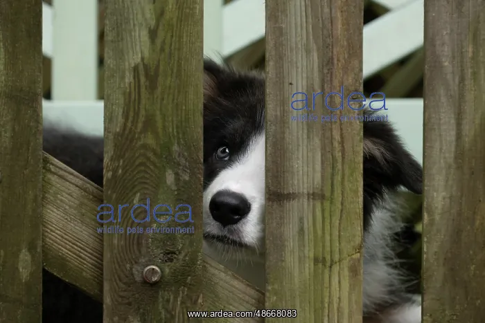 : DOG. Border Collie puppy. 18 weeks old, looking through : DOG. Border Collie puppy. 18 weeks old, looking through