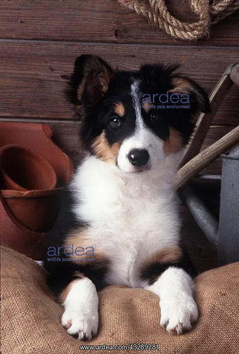 : DOG - BORDER COLLIE puppy in barn : DOG - BORDER COLLIE puppy in barn