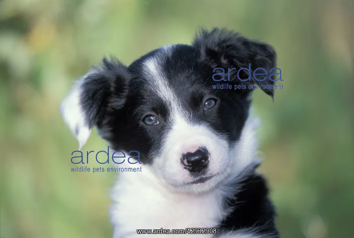 : DOG - Border Collie puppy, close-up : DOG - Border Collie puppy, close-up