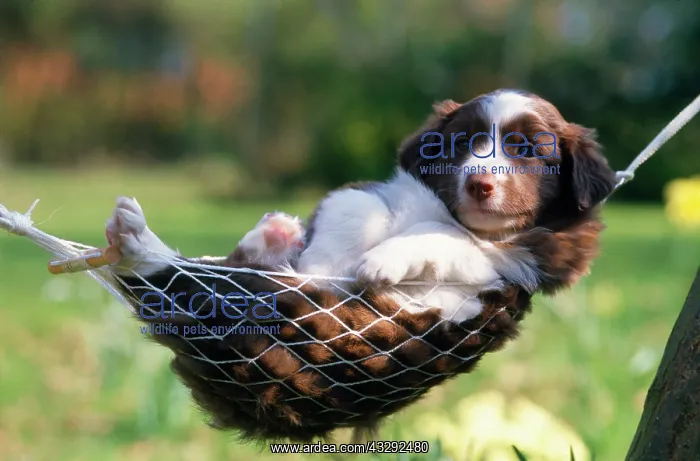 : DOG - Border Collie Puppy - Lying in hammock : DOG - Border Collie Puppy - Lying in hammock