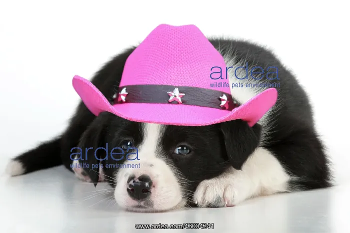 : DOG - Border collie puppy lying down wearing : DOG - Border collie puppy lying down wearing