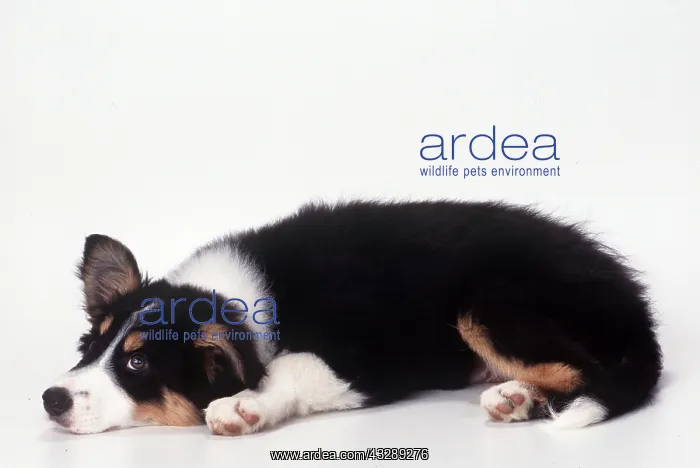 : DOG - BORDER COLLIE PUPPY, resting with one ear raised : DOG - BORDER COLLIE PUPPY, resting with one ear raised