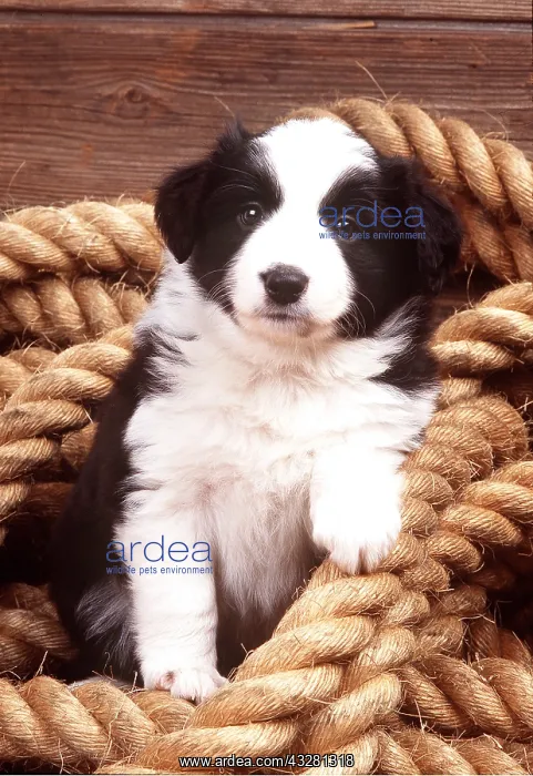 : DOG - BORDER COLLIE PUPPY - IN ROPE : DOG - BORDER COLLIE PUPPY - IN ROPE