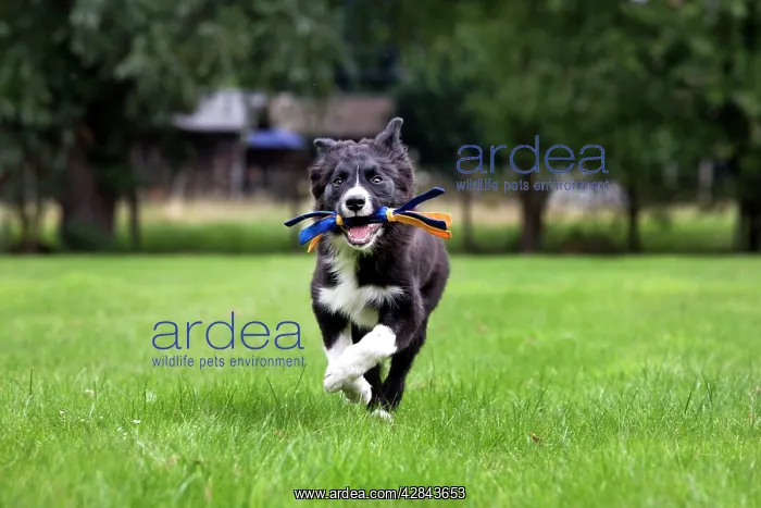 : Dog - Border Collie - puppy running with toy in mouth : Dog - Border Collie - puppy running with toy in mouth