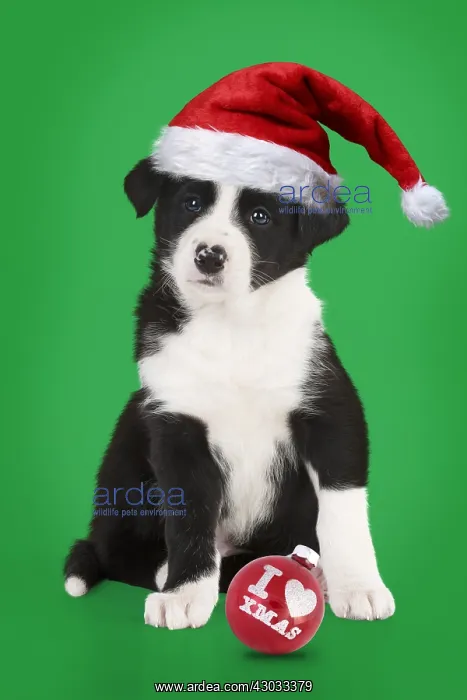 : DOG - Border collie puppy sitting (6 weeks) wearing : DOG - Border collie puppy sitting (6 weeks) wearing