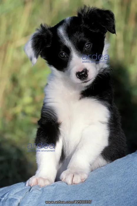 : Dog - Border Collie puppy standing on owners leg : Dog - Border Collie puppy standing on owners leg