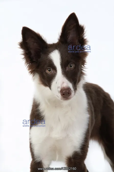 : DOG. Border Collie, puppy studio, white background : DOG. Border Collie, puppy studio, white background