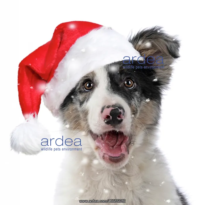 : DOG. Border Collie, puppy wearing a red Christm : DOG. Border Collie, puppy wearing a red Christm
