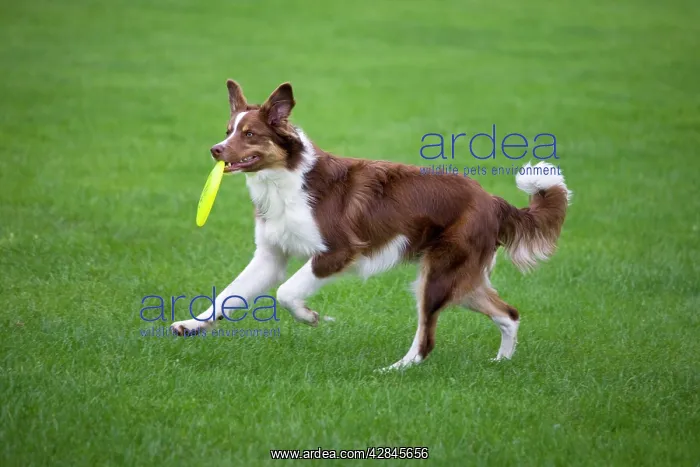 : Dog - Border Collie - with red merle - playing with frisbee : Dog - Border Collie - with red merle - playing with frisbee