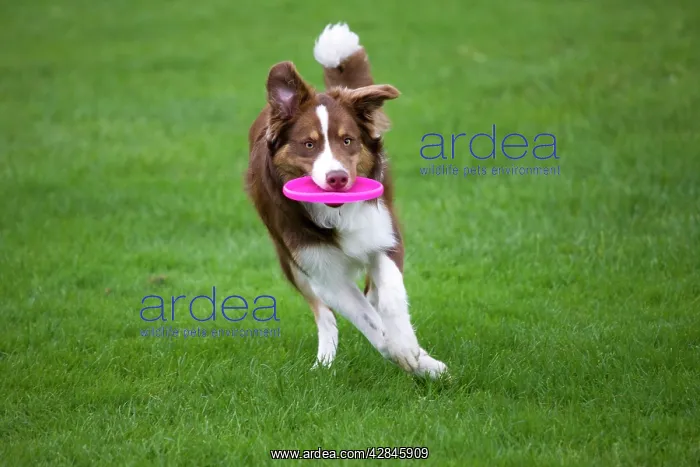 : Dog - Border Collie - with red merle - playing with frisbee : Dog - Border Collie - with red merle - playing with frisbee