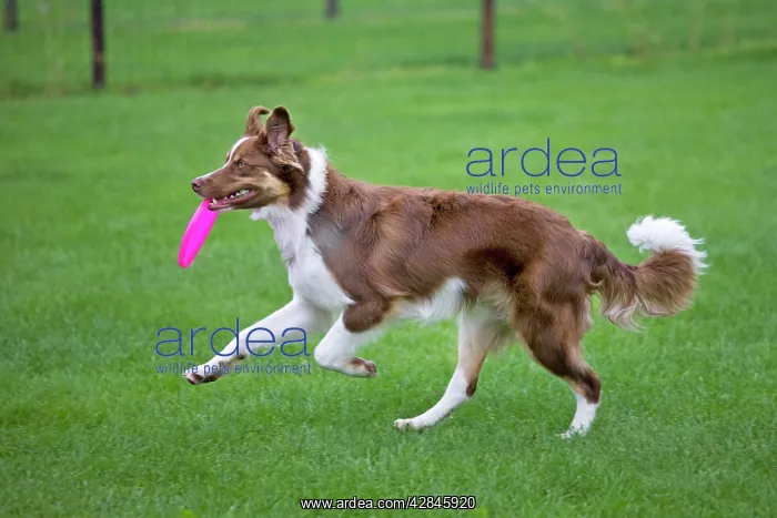: Dog - Border Collie - with red merle - playing with frisbee : Dog - Border Collie - with red merle - playing with frisbee