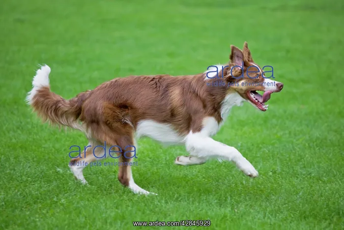 : Dog - Border Collie - with red merle - playing with frisbee : Dog - Border Collie - with red merle - playing with frisbee