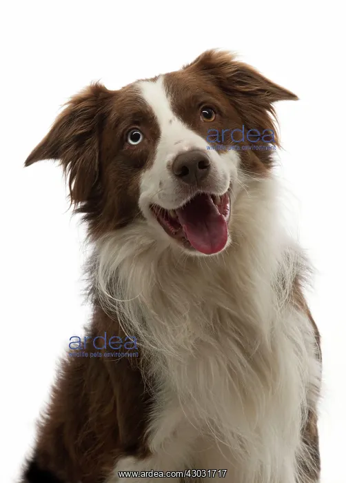 : Dog Border Collie red and white with different coloured eyes mouth open : Dog Border Collie red and white with different coloured eyes mouth open