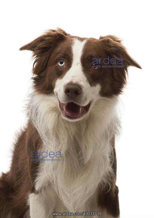 : Dog Border Collie red and white with different coloured eyes mouth open : Dog Border Collie red and white with different coloured eyes mouth open