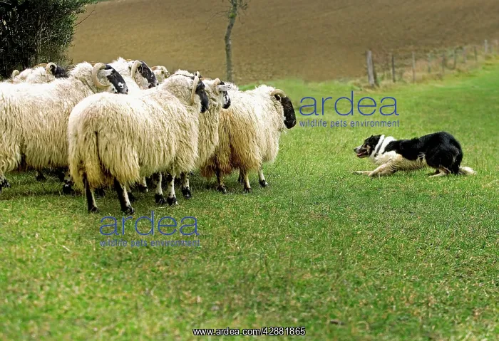 : Dog - Border collie rounding up black-faced sheep in field : Dog - Border collie rounding up black-faced sheep in field