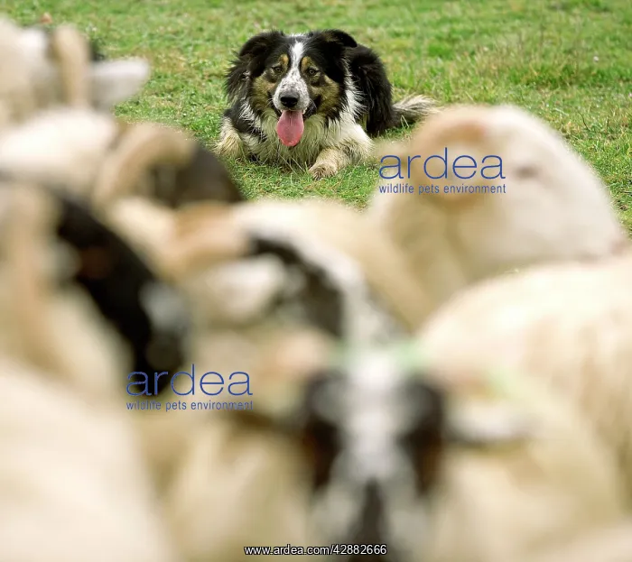 : Dog - Border collie rounding up black-faced sheep in field : Dog - Border collie rounding up black-faced sheep in field