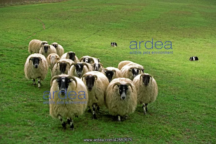 : Dog - Border collie rounding up black-faced sheep in field : Dog - Border collie rounding up black-faced sheep in field