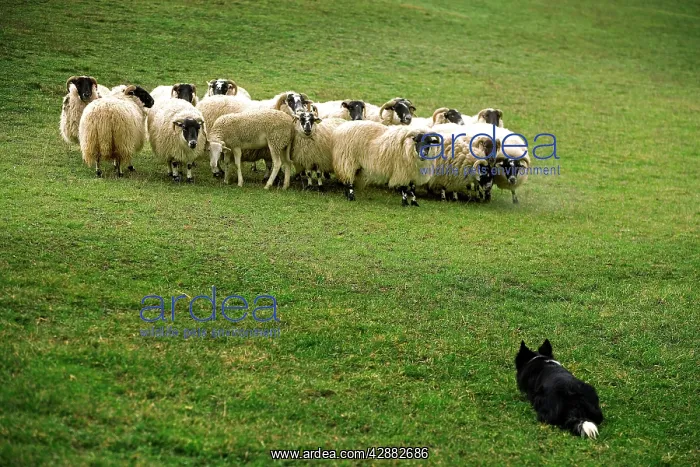 : Dog - Border collie rounding up black-faced sheep in field : Dog - Border collie rounding up black-faced sheep in field