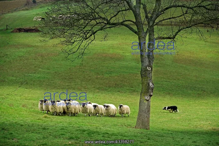: Dog - Border collie rounding up black-faced sheep in field : Dog - Border collie rounding up black-faced sheep in field