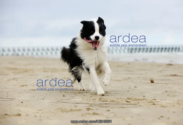  : DOG. Border collie running along beach