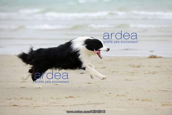  : DOG. Border collie running along beach