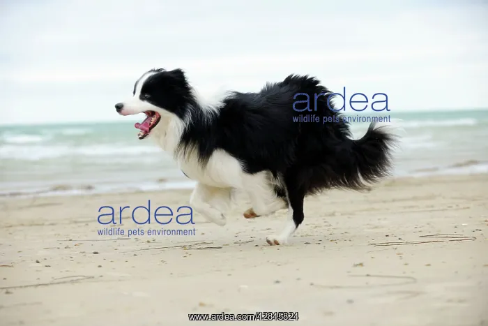  : DOG. Border collie running along beach