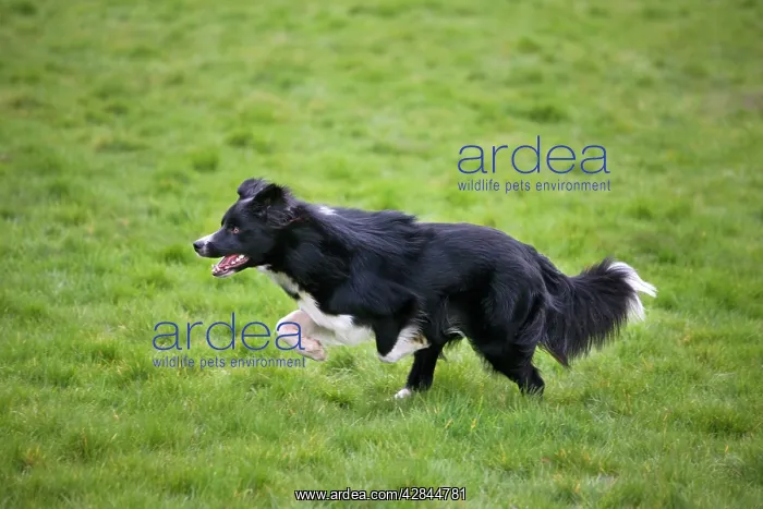  : Dog - Border Collie - running in field