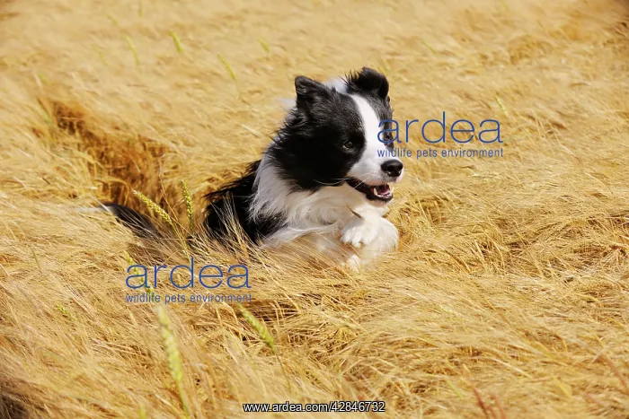  : Dog. Border Collie running in field