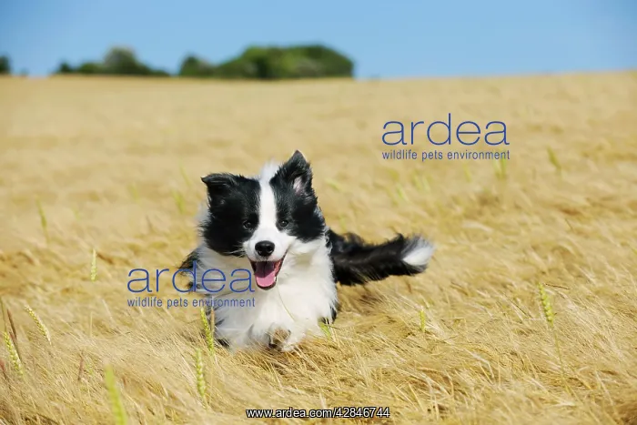  : Dog. Border Collie running in field