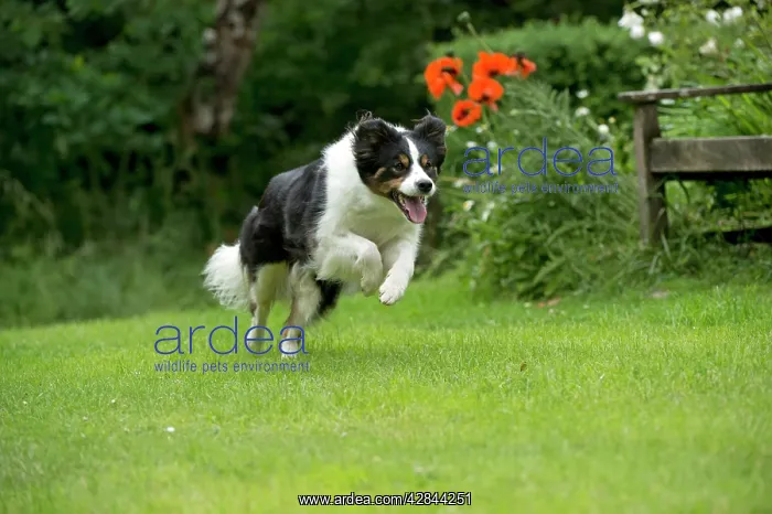  : DOG - Border collie running through the garden