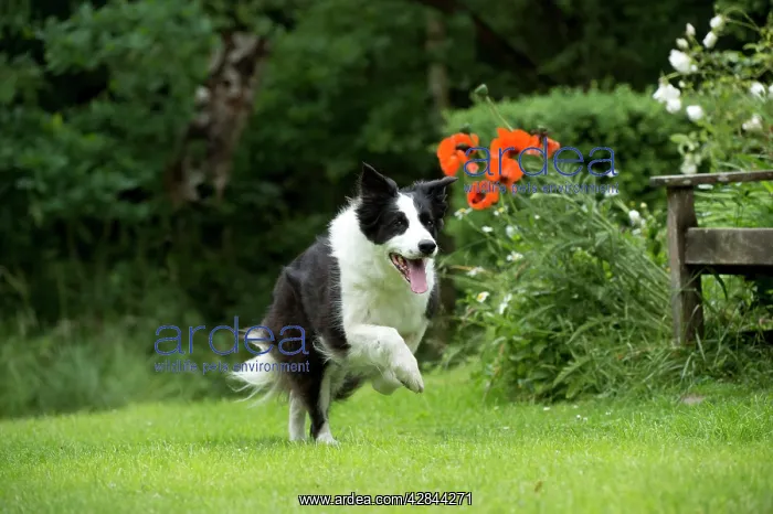  : DOG - Border collie running through the garden