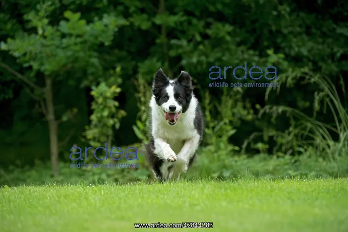  : DOG - Border collie running through the garden
