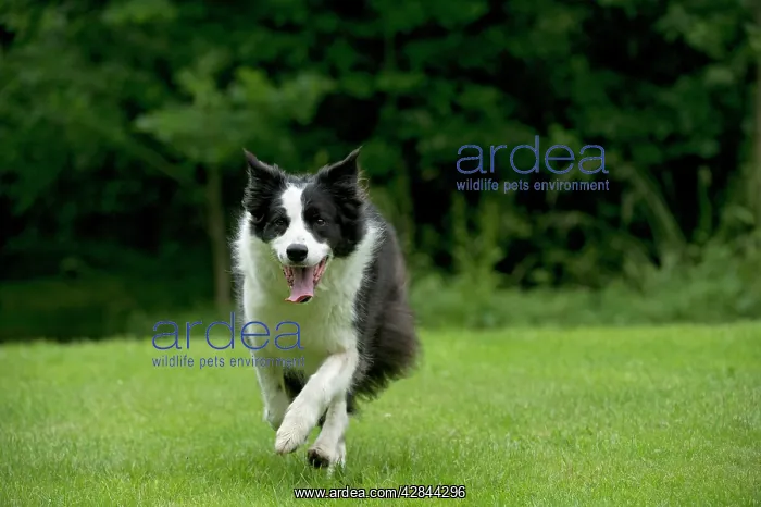  : DOG - Border collie running through the garden