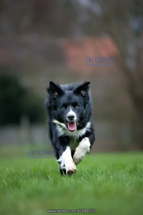 : Dog - Border Collie - running in garden