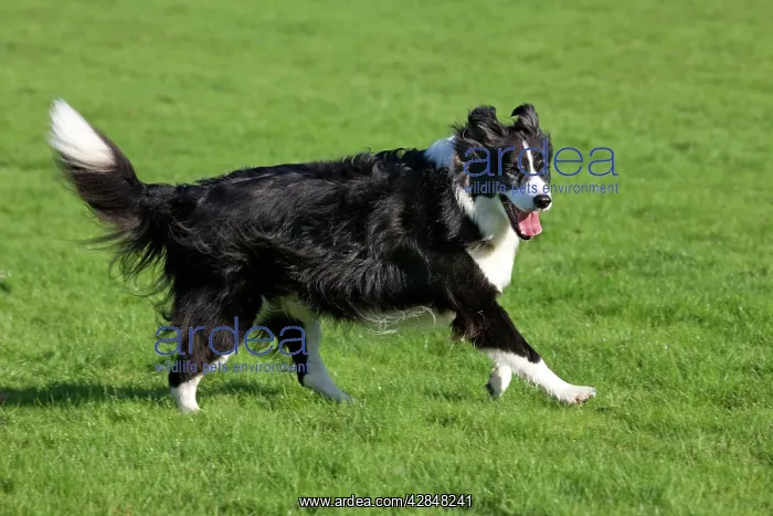  : Dog - Border Collie running in garden