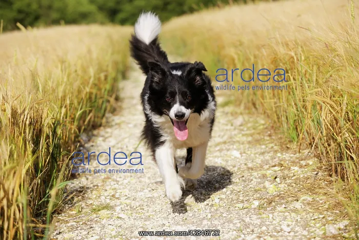  : Dog. Border Collie running down path