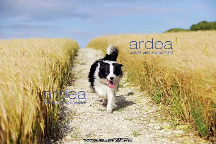 : Dog. Border Collie running down path through field