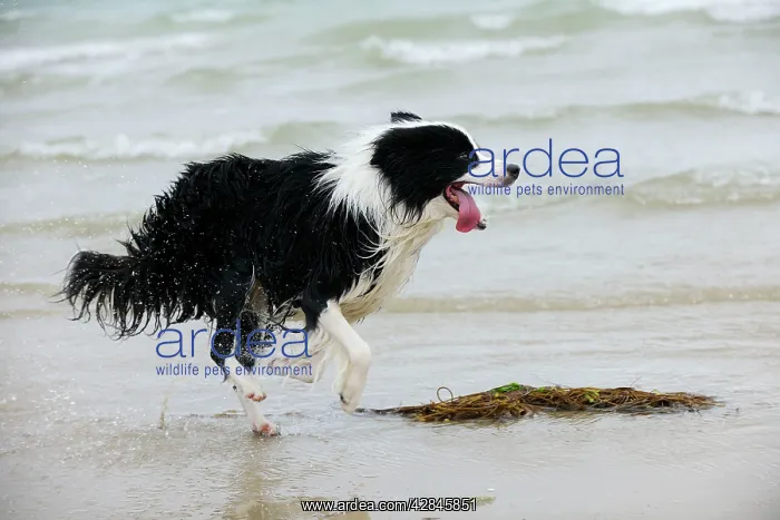  : DOG. Border collie running in surf