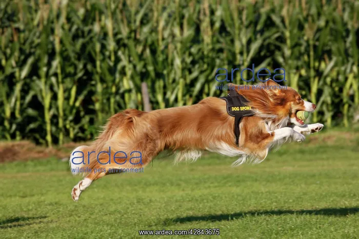 : Dog - Border Collie - running with tennis ball : Dog - Border Collie - running with tennis ball