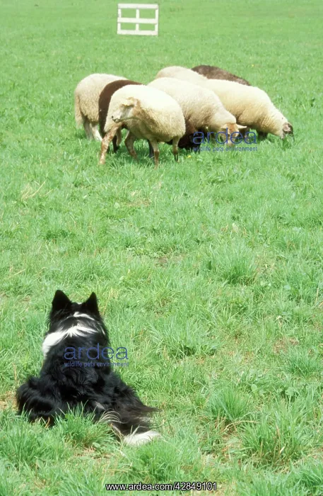 : DOG - Border Collie with sheep, working sheepdog : DOG - Border Collie with sheep, working sheepdog