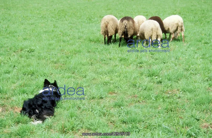 : DOG - Border Collie with sheep, working sheepdog : DOG - Border Collie with sheep, working sheepdog