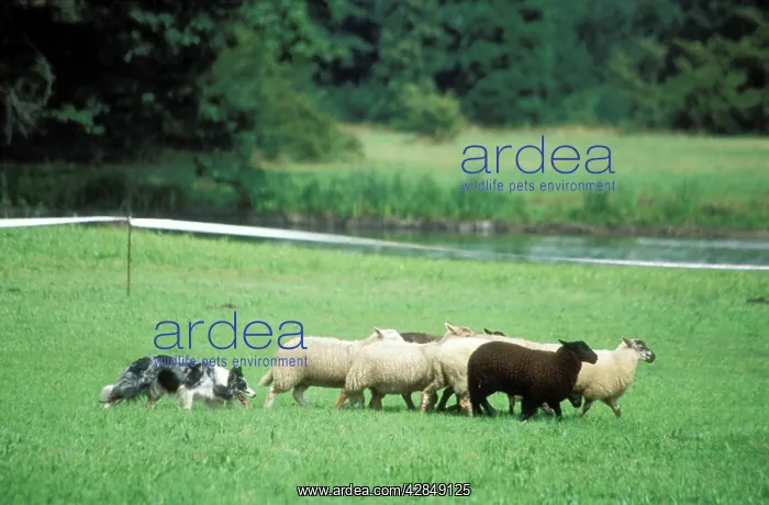  : DOG - Border Collie with sheep, working sheepdog