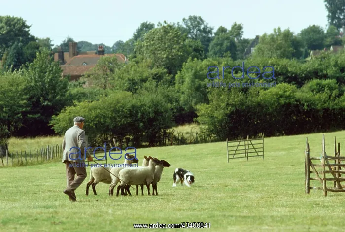 : DOG - Border Collie - at sheepdog trial : DOG - Border Collie - at sheepdog trial